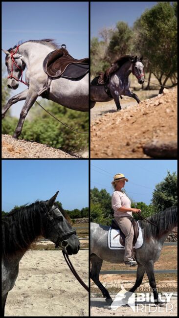 Murgesenmix Stute farbwechsler, Birgit, Horses For Sale, Mallorca/ Son Carrio, Image 6
