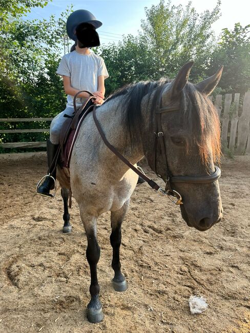 Murgesenmix Stute, Tanja, Horses For Sale, Nohfelden