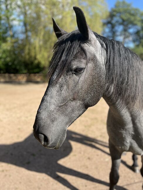 Murgesenmix Stute, Tanja, Horses For Sale, Nohfelden, Image 8