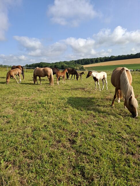 Mustang Fohlen, Katharina Schnell, Horses For Sale, Kupferzell 