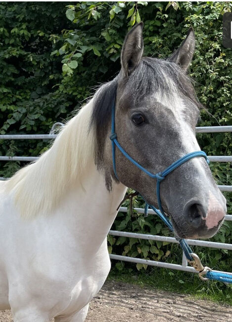 Mustang Stute Verlasspferd Schecke, Privat, Horses For Sale, Bad Hersfeld 