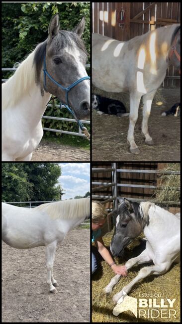 Mustang Stute Verlasspferd Schecke, Privat, Horses For Sale, Bad Hersfeld , Image 11