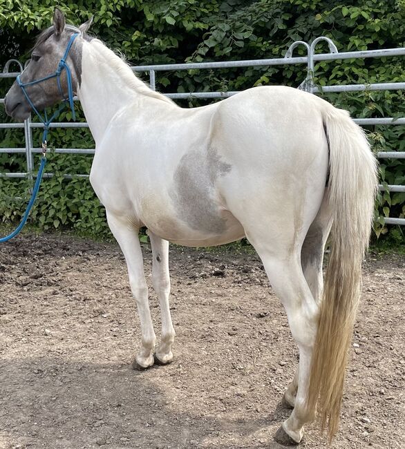 Mustang Stute Verlasspferd Schecke, Privat, Horses For Sale, Bad Hersfeld , Image 10