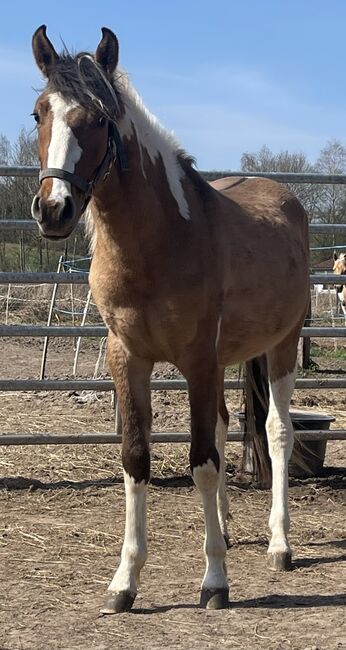 Mustang Hengst(Wallach) Schecke, Privat, Horses For Sale, Bad Hersfeld , Image 4