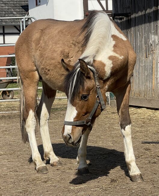 Mustang Hengst(Wallach) Schecke, Privat, Horses For Sale, Bad Hersfeld , Image 3