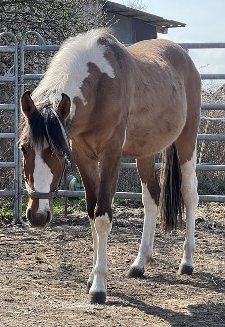 Mustang Hengst(Wallach) Schecke, Privat, Horses For Sale, Bad Hersfeld , Image 2