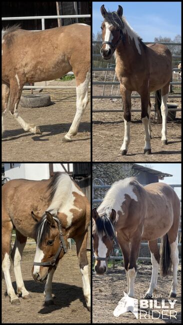 Mustang Hengst(Wallach) Schecke, Privat, Horses For Sale, Bad Hersfeld , Image 5