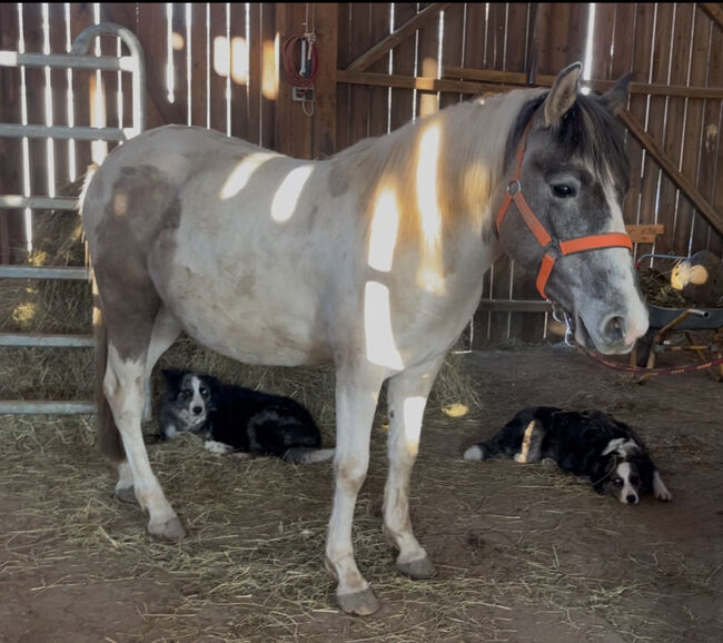 Mustang Stute Verlasspferd Schecke, Privat, Horses For Sale, Bad Hersfeld , Image 3