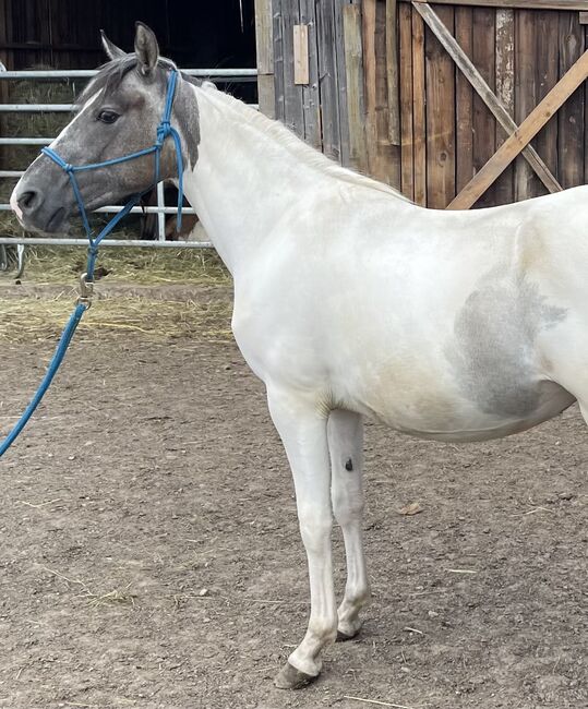 Mustang Stute Verlasspferd Schecke, Privat, Horses For Sale, Bad Hersfeld , Image 7