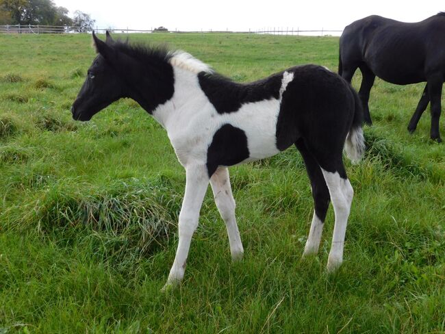 Mustang Stute Black & White Fohlen, Katharina Schnell, Pferd kaufen, Kupferzell 