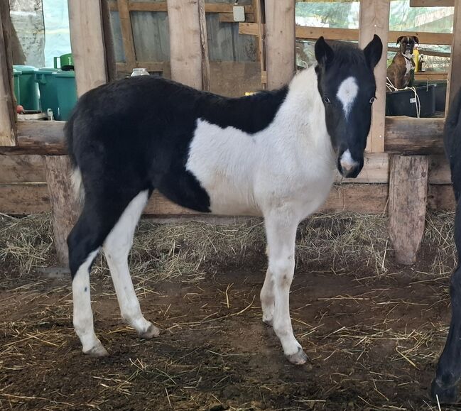 Mustang Stute Black & White Fohlen, Katharina Schnell, Pferd kaufen, Kupferzell , Abbildung 4