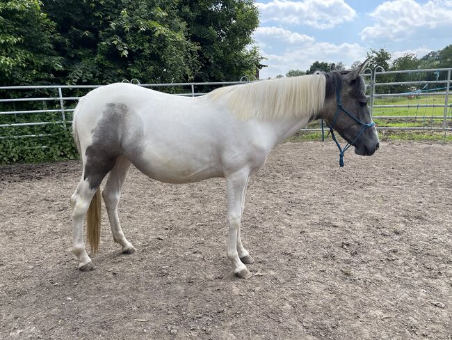 Mustang Stute Verlasspferd Schecke, Privat, Pferd kaufen, Bad Hersfeld , Abbildung 6