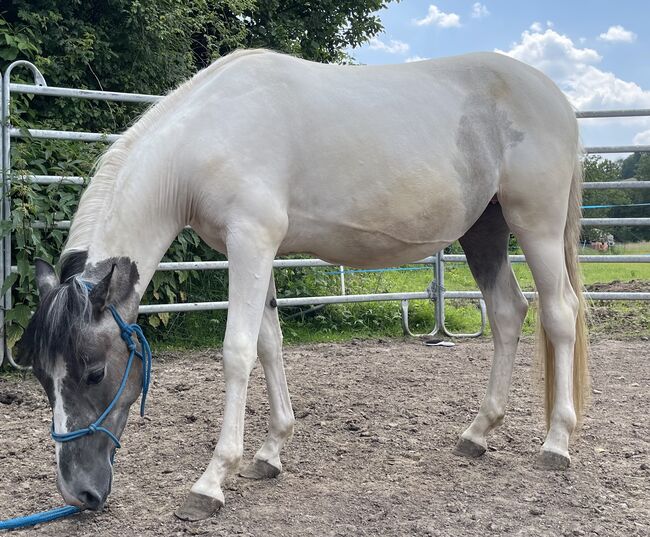 Mustang Stute Verlasspferd Schecke, Privat, Pferd kaufen, Bad Hersfeld , Abbildung 9