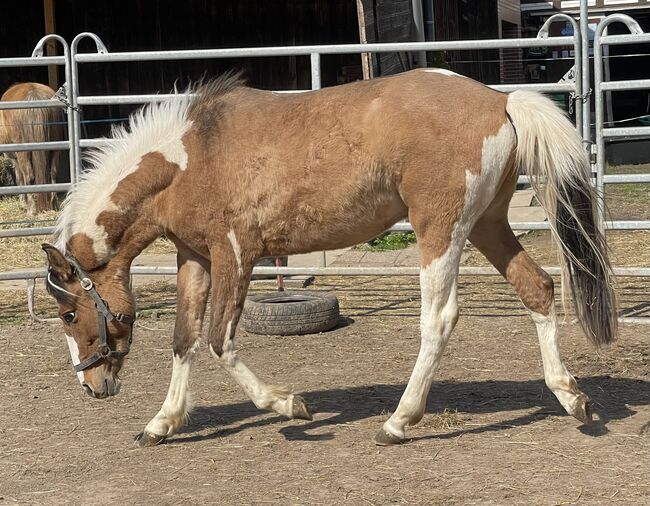 Mustang Wallach Schecke, Privat, Pferd kaufen, Bad Hersfeld 