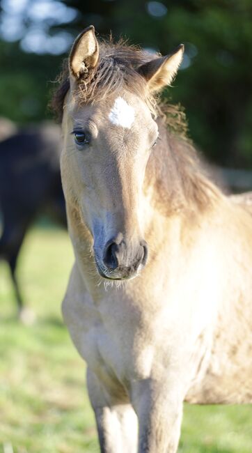 Mustangs - exklusive Auswahl, Kerstin Staupendahl (Kerstin Staupendahl), Horses For Sale, Bassum, Image 2