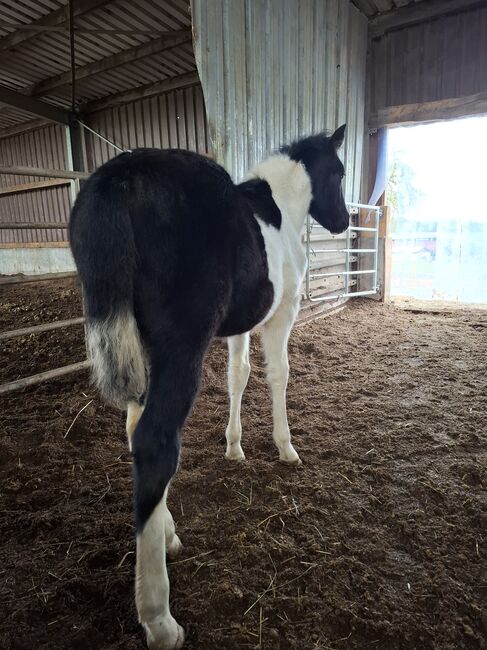 Mustang Stute Black & White Fohlen, Katharina Schnell, Horses For Sale, Kupferzell , Image 5