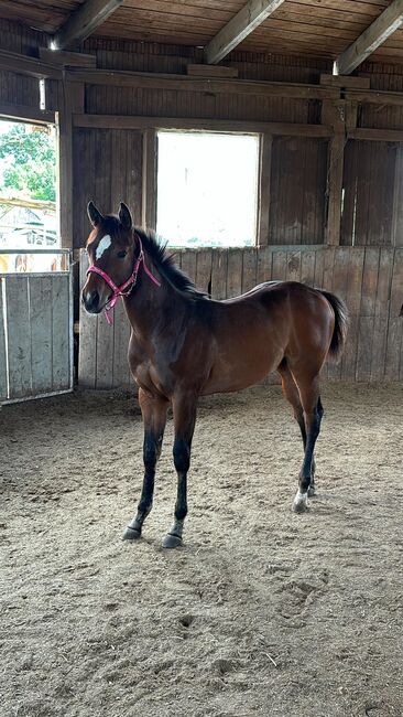 My Blue Charm - Quarter Horse Stute mit viel Potenzial, Kerstin Rehbehn (Pferdemarketing Ost), Konie na sprzedaż, Nienburg, Image 9