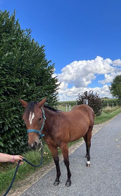 My Blue Charm - Quarter Horse Stute mit viel Potenzial, Kerstin Rehbehn (Pferdemarketing Ost), Horses For Sale, Nienburg, Image 8