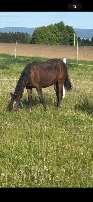 My Blue Charm - Quarter Horse Stute mit viel Potenzial, Kerstin Rehbehn (Pferdemarketing Ost), Horses For Sale, Nienburg, Image 7