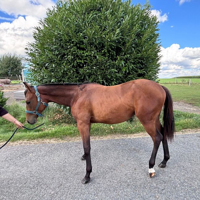 My Blue Charm - Quarter Horse Stute mit viel Potenzial, Kerstin Rehbehn (Pferdemarketing Ost), Horses For Sale, Nienburg, Image 4