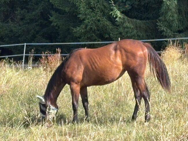 My Blue Charm - Quarter Horse Stute mit viel Potenzial, Kerstin Rehbehn (Pferdemarketing Ost), Horses For Sale, Nienburg, Image 13