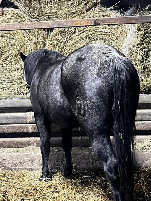 sehr lieber Criollo Wallach in blue roan, Kerstin Rehbehn (Pferdemarketing Ost), Horses For Sale, Nienburg, Image 3