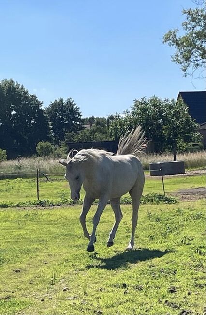 sehr cooler, top gezogener Quarter Horse Wallach, Kerstin Rehbehn (Pferdemarketing Ost), Horses For Sale, Nienburg, Image 7