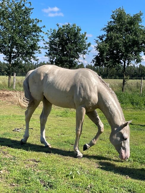 sehr cooler, top gezogener Quarter Horse Wallach, Kerstin Rehbehn (Pferdemarketing Ost), Horses For Sale, Nienburg, Image 8