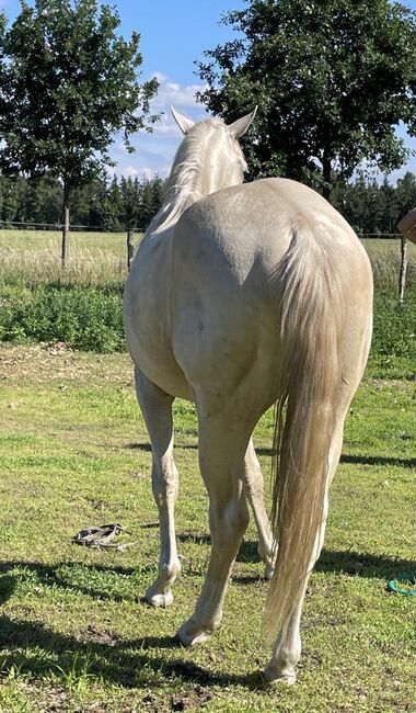 sehr cooler, top gezogener Quarter Horse Wallach, Kerstin Rehbehn (Pferdemarketing Ost), Horses For Sale, Nienburg, Image 2