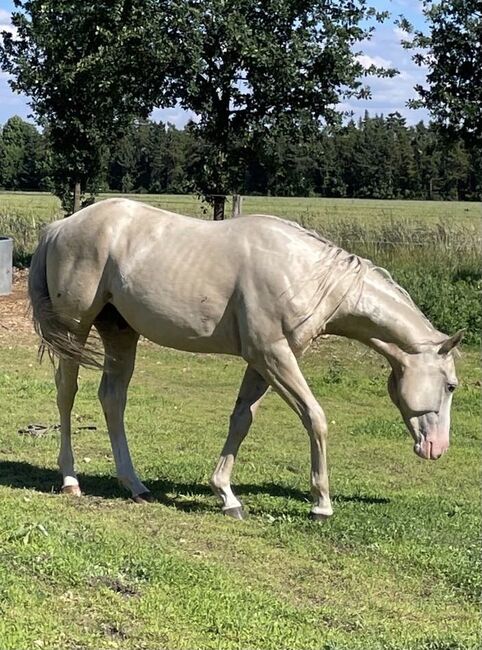 sehr cooler, top gezogener Quarter Horse Wallach, Kerstin Rehbehn (Pferdemarketing Ost), Horses For Sale, Nienburg, Image 4