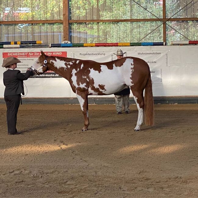 Sehr erfolgreicher Allrounder, Kerstin Rehbehn (Pferdemarketing Ost), Horses For Sale, Nienburg