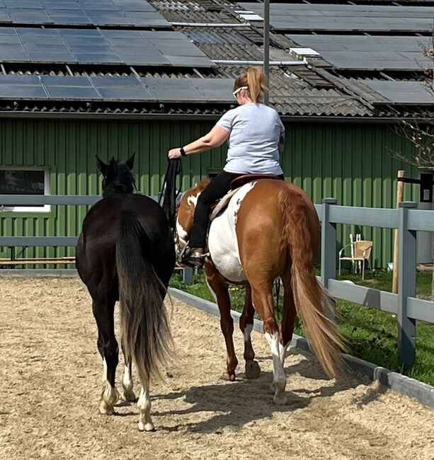 Sehr erfolgreicher Allrounder, Kerstin Rehbehn (Pferdemarketing Ost), Horses For Sale, Nienburg, Image 4