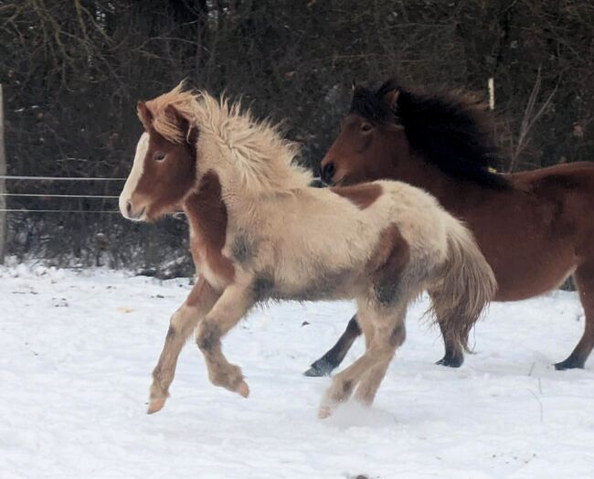 Viel Gang, toller Charakter, gross, Ulli Richard, Horses For Sale, Neustadt am Rübenberge