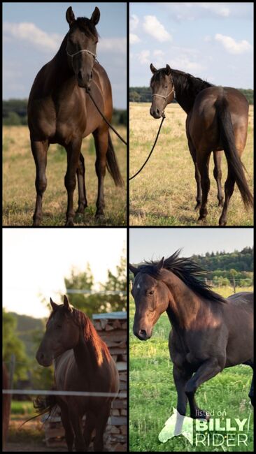 sehr verschmuster, bildhübscher Quarter Horse Wallach, Kerstin Rehbehn (Pferdemarketing Ost), Horses For Sale, Nienburg, Image 9