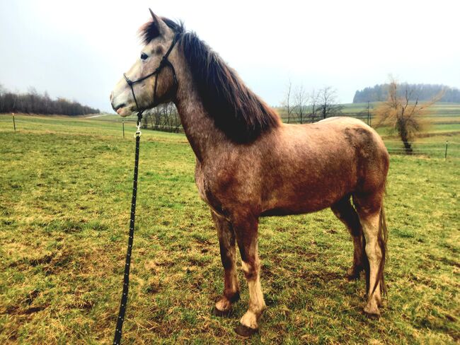 Sehr verschmuste, sanftmütige, menschenliebe Jungstute zu verkaufen!, Laila , Horses For Sale, Zettl