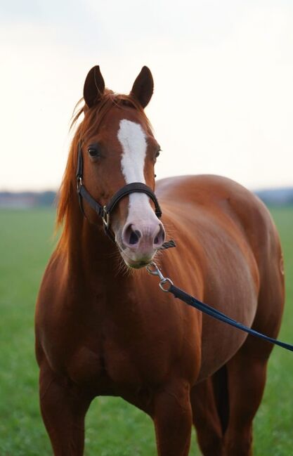 Ganz liebe, verschmuste Quarter Horse Stute, Kerstin Rehbehn (Pferdemarketing Ost), Horses For Sale, Nienburg, Image 6