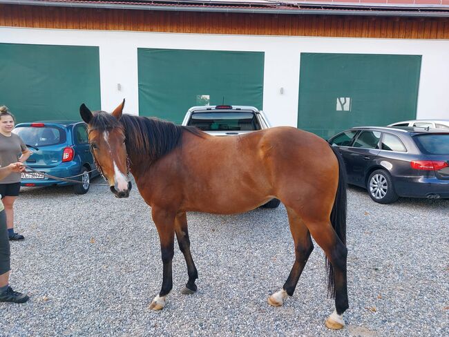 sehr korrekte Quarter Horse Stute, Kerstin Rehbehn (Pferdemarketing Ost), Horses For Sale, Nienburg