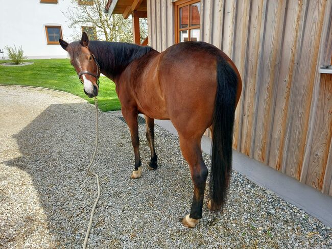 sehr korrekte Quarter Horse Stute, Kerstin Rehbehn (Pferdemarketing Ost), Horses For Sale, Nienburg, Image 11