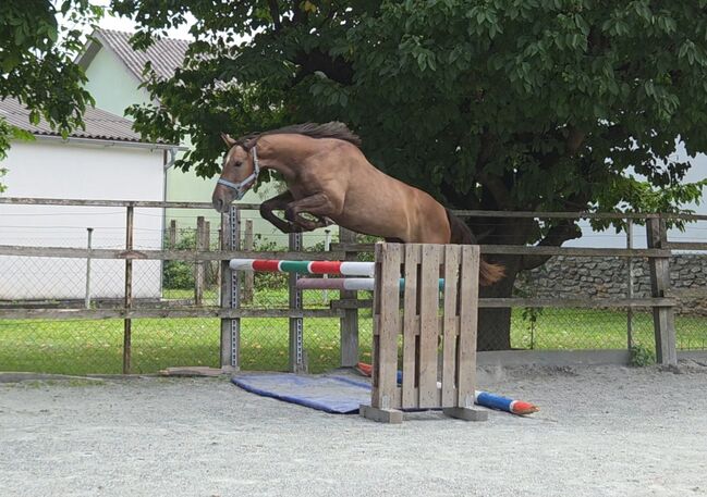 Vielvetsprechende Stute!, Barbara Granig, Horses For Sale, Unterwart, Image 2