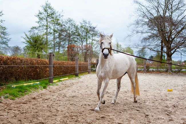Sehr menschenbezogene, leistungsbereite Spanier Stute, Kerstin Rehbehn (Pferdemarketing Ost), Horses For Sale, Nienburg, Image 3