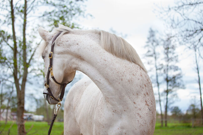 Sehr menschenbezogene, leistungsbereite Spanier Stute, Kerstin Rehbehn (Pferdemarketing Ost), Horses For Sale, Nienburg, Image 16