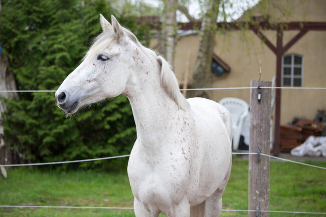 Sehr menschenbezogene, leistungsbereite Spanier Stute, Kerstin Rehbehn (Pferdemarketing Ost), Horses For Sale, Nienburg, Image 17