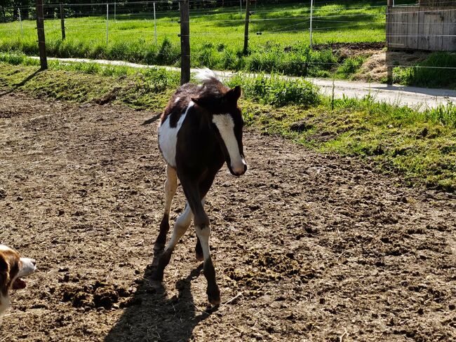 Toll gezeichneter Quarter Horse-Reitpony Nachwuchs, Kerstin Rehbehn (Pferdemarketing Ost), Horses For Sale, Nienburg, Image 11