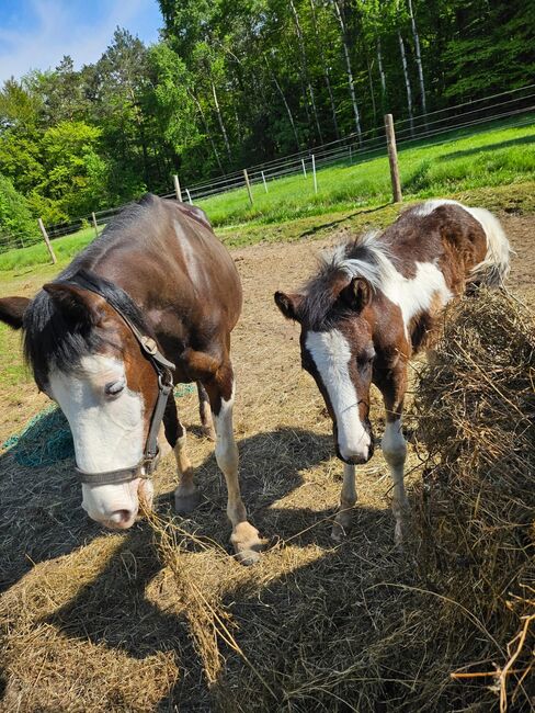 Toll gezeichneter Quarter Horse-Reitpony Nachwuchs, Kerstin Rehbehn (Pferdemarketing Ost), Horses For Sale, Nienburg, Image 3