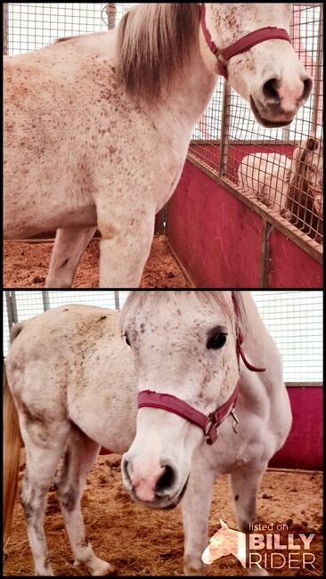 Sehr günstig, Spindler Benjamin , Horses For Sale, Wien, Image 3