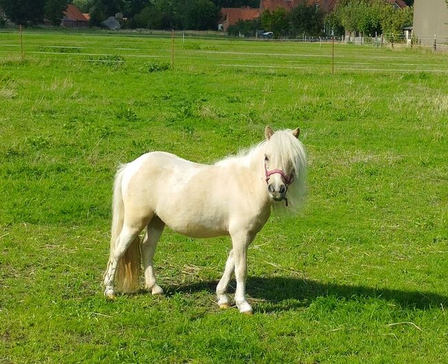 Sehr schicke Minishetlandstuten m. Papieren, Andrea Otte , Horses For Sale, Hohne