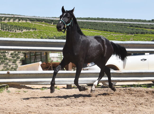 sehr bewegungsstarke 4j. PRE Rappe Stute, Manuela KUBNY , Horses For Sale, Küßnach , Image 2