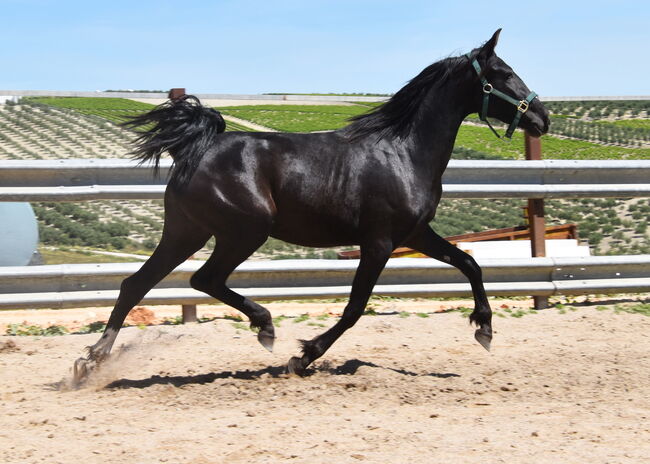 sehr bewegungsstarke 3j. PRE Rappe Stute, Manuela KUBNY , Horses For Sale, Küßnach , Image 5