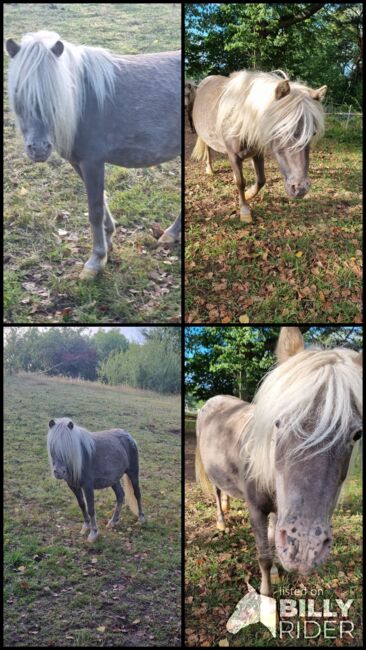 Sehr hübsche Partbredshetland Stute in Rappsilber Tiger, Nadine  (Shettyzucht Frechdachs ), Horses For Sale, Heringen, Image 5
