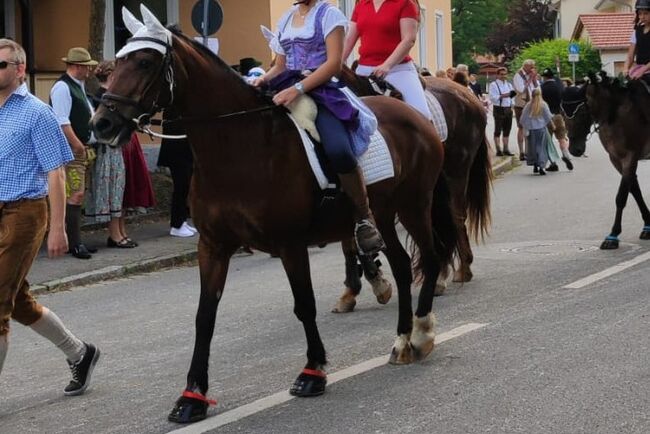 Sehr brave Ponystute Welsh Cob D, Steffi, Horses For Sale, Aying, Image 2